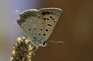 Da Atei (Lycaena thetis)