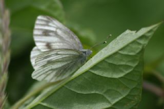 izgili Da Beyazmelei (Pieris bryoniae)