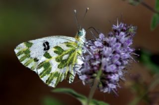 Kk Beneklimelek (Pontia chloridice)