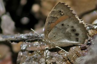 Kaya Esmeri (Kirinia clymene)