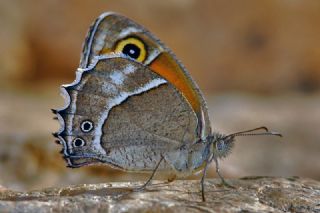 Ar Esmerperisi (Hyponephele wagneri)