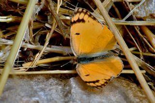 Mezopotamya Kolotisi (Colotis fausta)