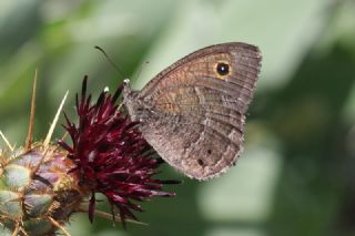 Hametli Pirireis (Satyrus ferulus)