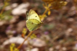 Gzel Azamet (Colias alfacariensis)