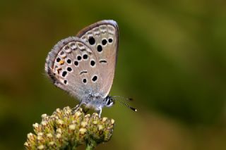 Anadolu Turan Mavisi (Turanana panagaea)