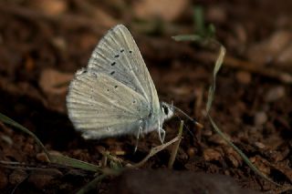 okgzl Toros Mavisi (Aricia isauricus)