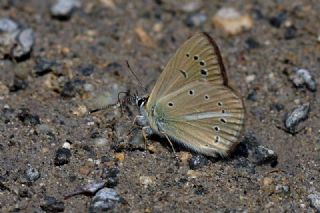 okgzl Lbnan Esmeri (Polyommatus alcestis)