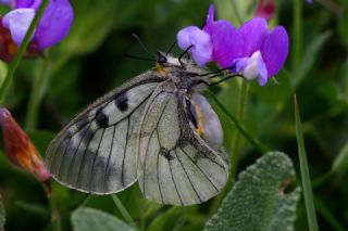 Dumanl Apollo (Parnassius mnemosyne)