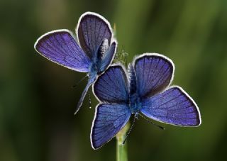 okgzl Gzel Mavi (Polyommatus bellis)