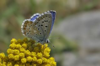 okgzl Yalanc illi Mavi (Polyommatus corydonius)