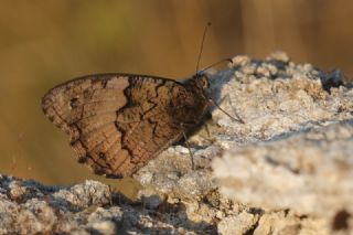 Byk Karamelek (Hipparchia syriaca)