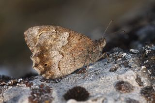 Aa Karamelei (Hipparchia statilinus)