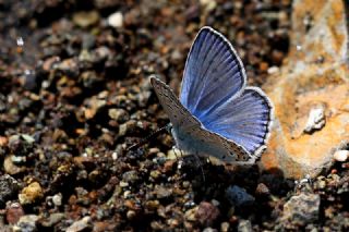 Çokgözlü Hatay Mavisi (Polyommatus bollandi)