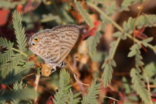 Mavi Zebra (Leptotes pirithous)
