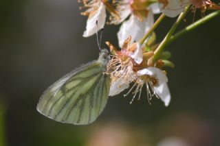 Yalanc Beyazmelek (Pieris pseudorapae)