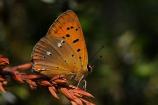 Orman Bakr Gzeli (Lycaena virgaureae)