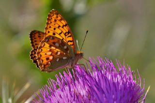 Gzel nci (Argynnis aglaja)