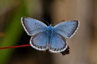 okgzl Balkan Mavisi (Aricia anteros )