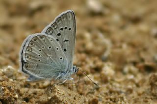 okgzl Edon Mavisi (Polyommatus aedon)