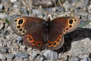 Uygur Gzelesmeri (Proterebia afra)