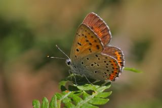 Byk Mor Bakr Gzeli (Lycaena alciphron)