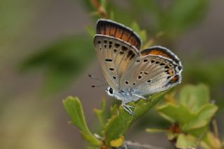 Byk Mor Bakr Gzeli (Lycaena alciphron)