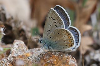 okgzl Byk Turanmavisi (Polyommatus myrrha)