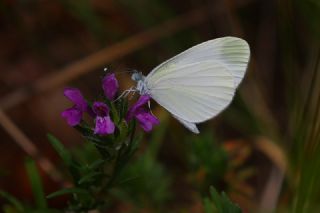 Narin Orman Beyaz (Leptidea sinapis)