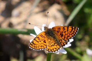 Cezayirli parhan (Melitaea ornata)