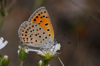 Alev Ategzeli (Lycaena kefersteinii)