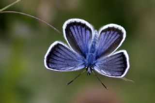 Gm Lekeli Esmergz (Plebejus argus)