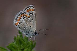 okgzl Orman Esmeri (Aricia artaxerxes)