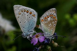 okgzl Mavi (Polyommatus icarus)