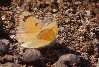 Mezopotamya Kolotisi (Colotis fausta)