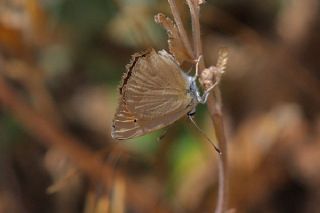 Mezopotamya okgzls (Polyommatus dama)