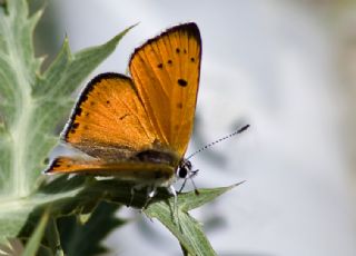 Anadolu Ate Gzeli (Lycaena asabinus)
