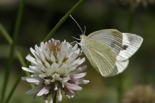 Da Beyazmelei (Pieris ergane)