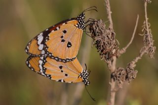 Sultan (Danaus chrysippus)