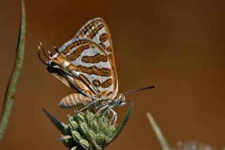 eytanck (Cigaritis acamas)