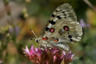 Apollo (Parnassius apollo)