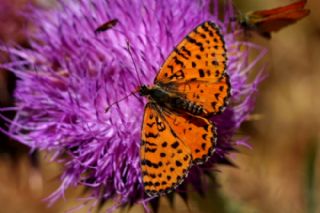 Benekli parhan (Melitaea didyma)