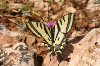 Kaplan Krlangkuyruk (Papilio alexanor)