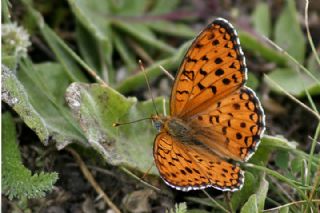 Niyobe (Fabriciana niobe)