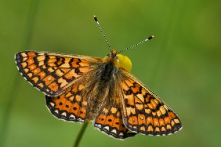 Nazuum (Euphydryas aurinia)