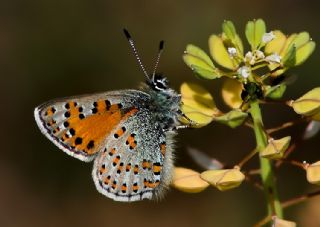 Akbes Gelincii (Tomares nesimachus)