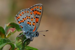 Akbes Gelincii (Tomares nesimachus)