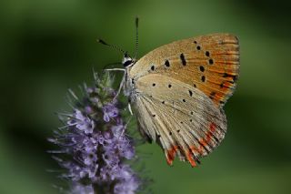 Osmanl Atei (Lycaena ottomanus)