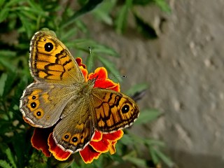 K���k Esmerboncuk&nbsp;(Lasiommata&nbsp;megera)