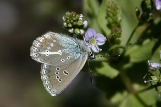 okgzl Geranium Mavisi (Polyommatus eumedon)