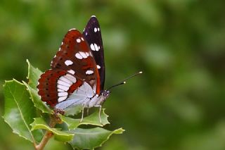 Akdeniz Hanmeli Kelebei (Limenitis reducta)